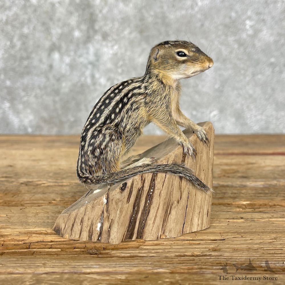 Thirteen Lined Ground Squirrel Mount For Sale #25551 @ The Taxidermy Store