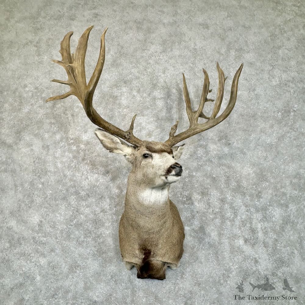 Mule Deer Shoulder Mount For Sale #28843 @ The Taxidermy Store