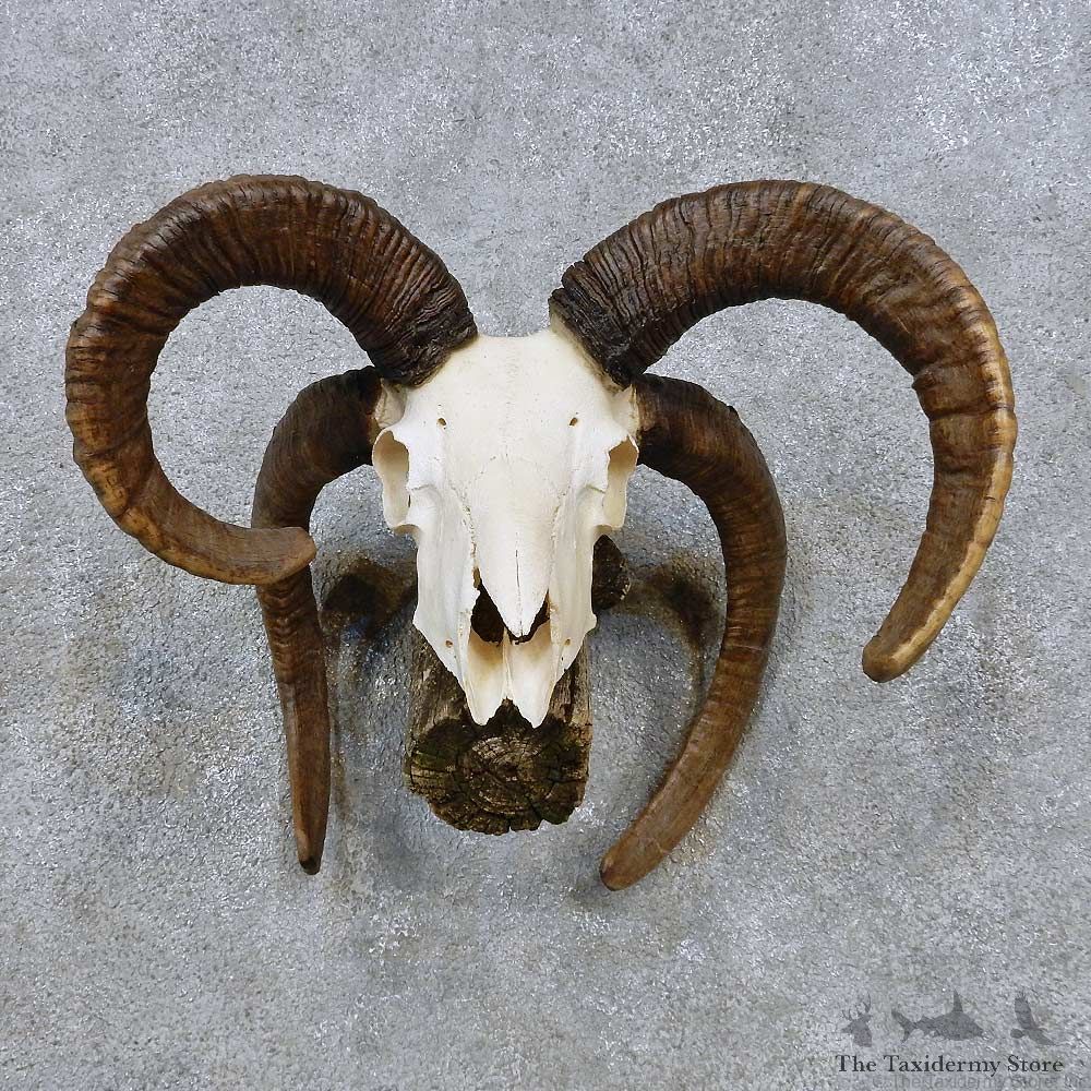 Jacobs Four-Horn European Taxidermy Mount For Sale #14493 @ The Taxidermy Store
