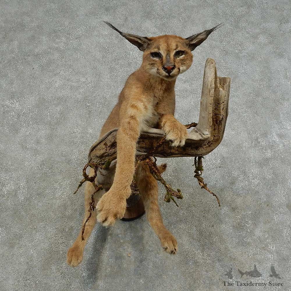 African Caracal Life-Size Mount For Sale #16877 @ The Taxidermy Store