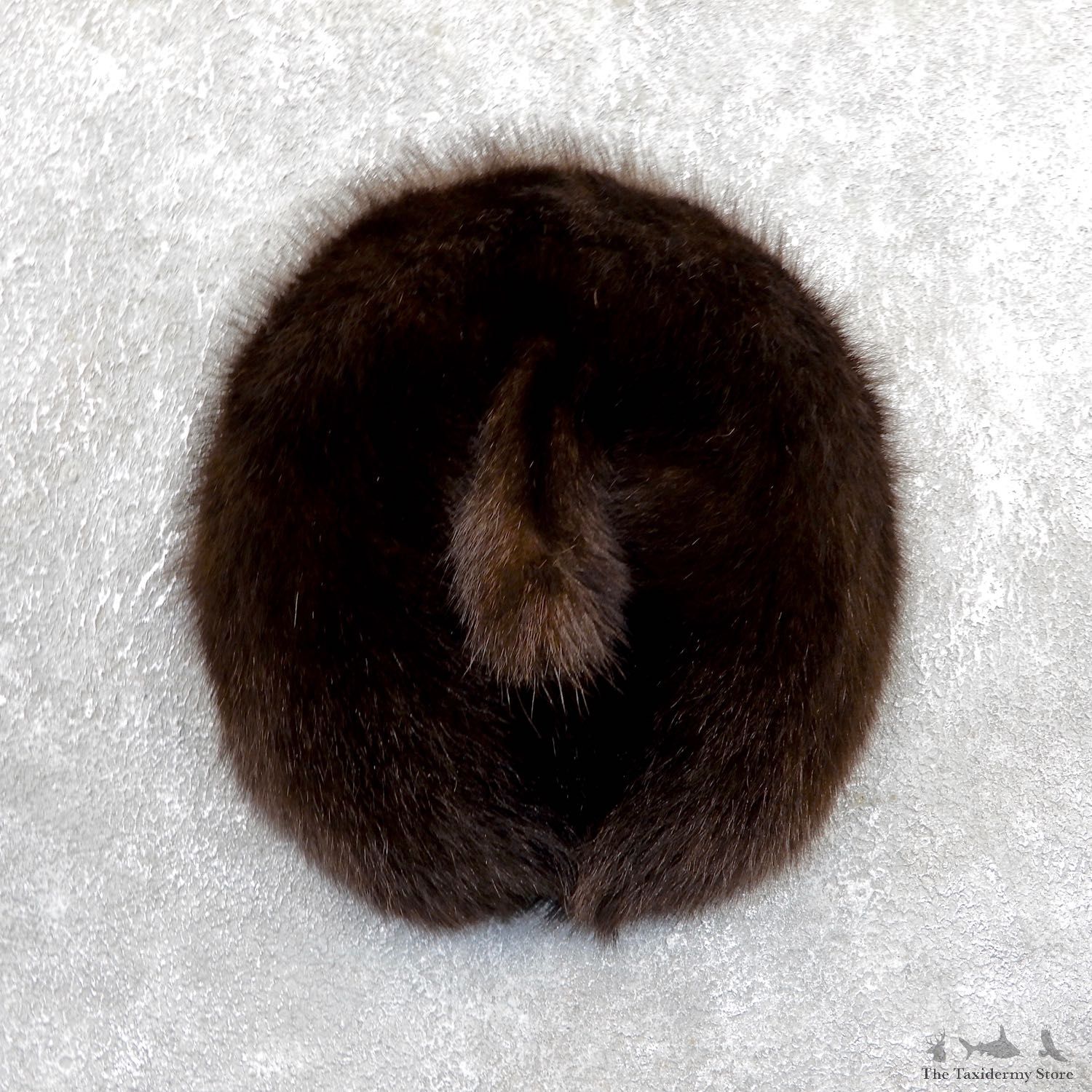Black Bear Novelty Butt Mount For Sale #19670 @ The Taxidermy Store