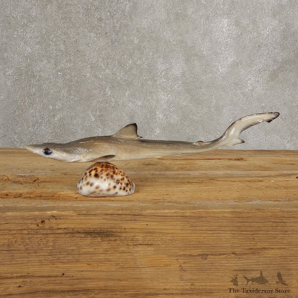 Thresher Shark Taxidermy Fish Mount #21034 @ The Taxidermy Store