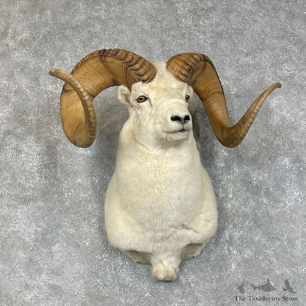 Dall Sheep Shoulder Taxidermy Mount #25321 For Sale @ The Taxidermy Store