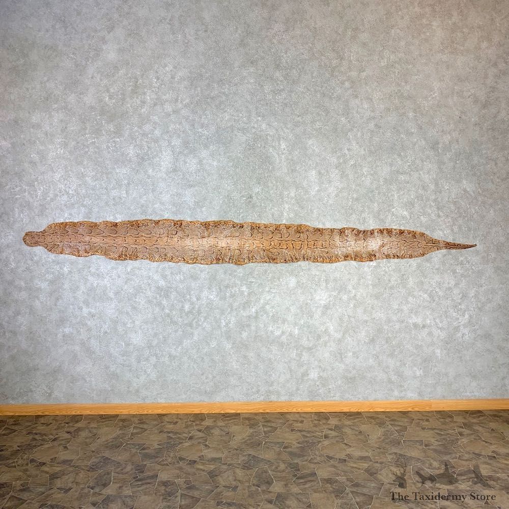Rock Python Snake Mount For Sale #21974 @ The Taxidermy Store