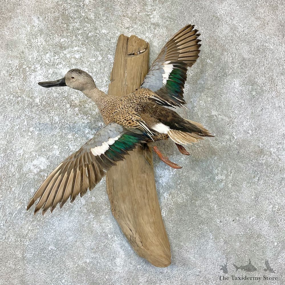 Argentine Red Shoveler Duck Mount For Sale #26703 @The Taxidermy Store