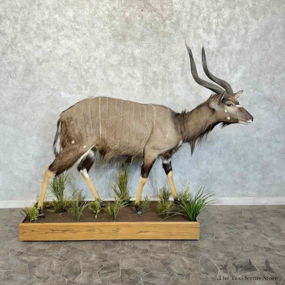 African Nyala Life-Size Mount For Sale #30732 @ The Taxidermy Store