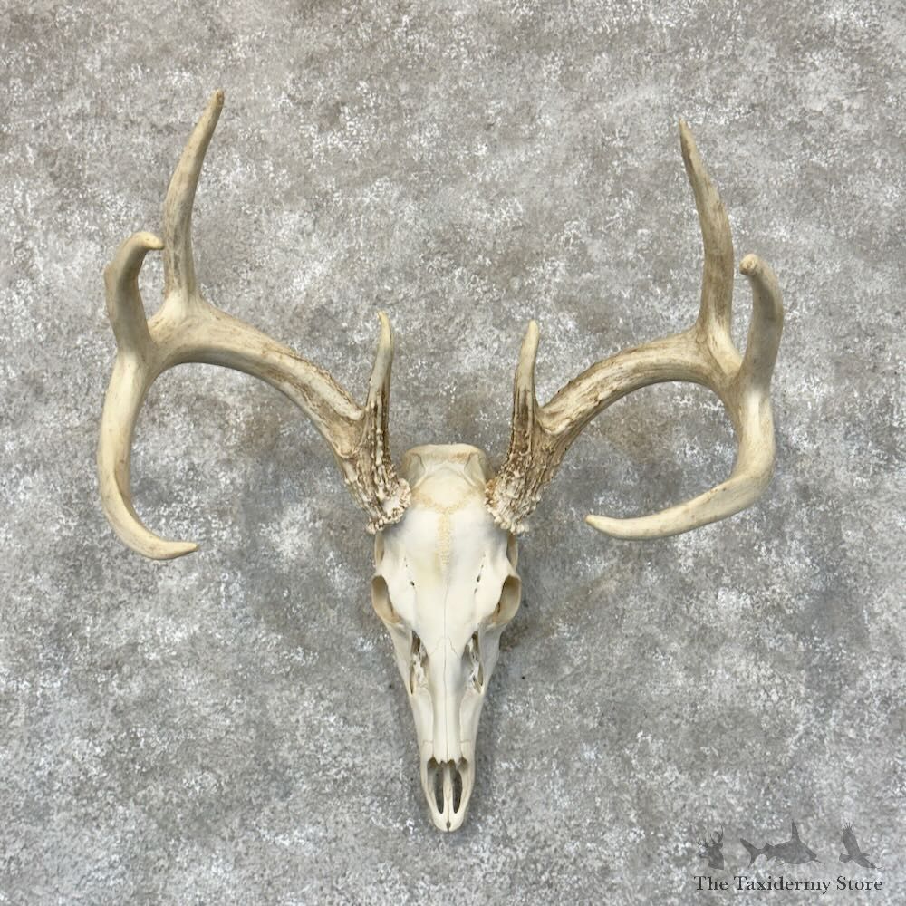 Whitetail Deer Skull European Mount For Sale #28791 @ The Taxidermy Store