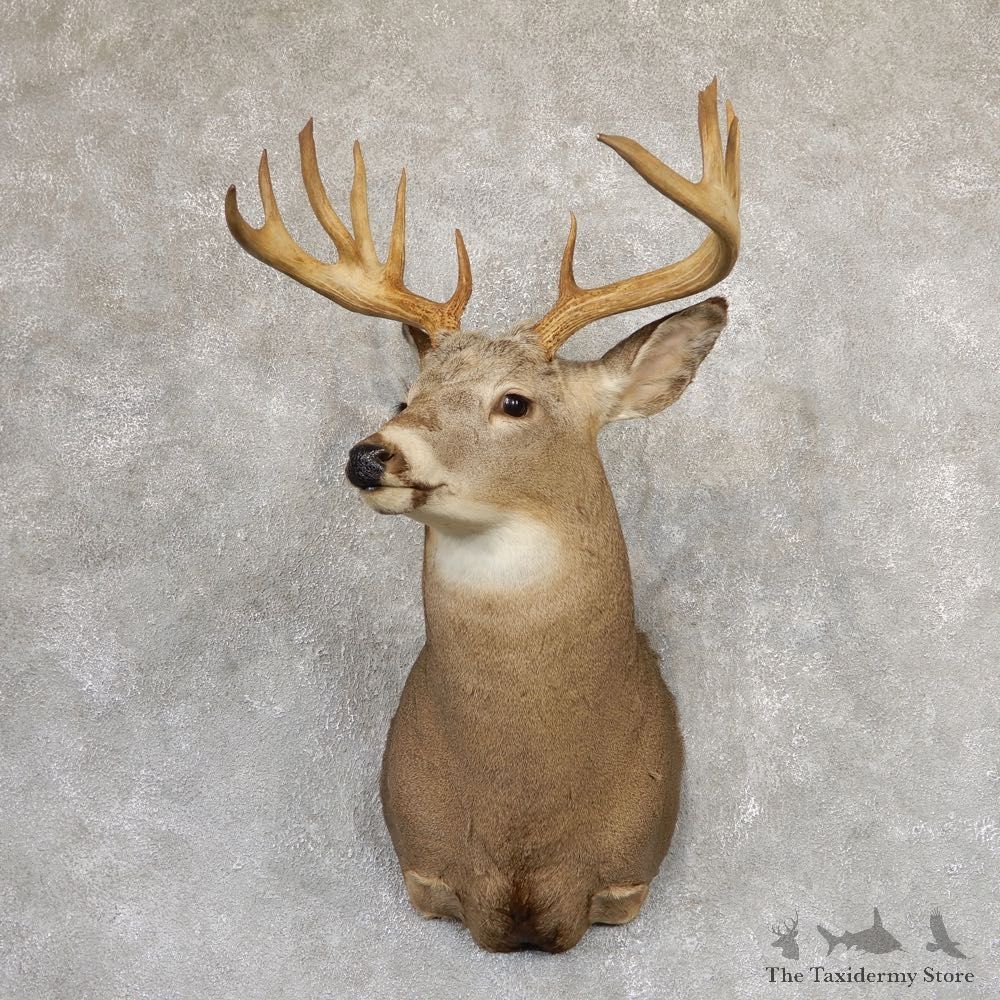 Whitetail Deer Shoulder Mount #18990 For Sale - The Taxidermy Store