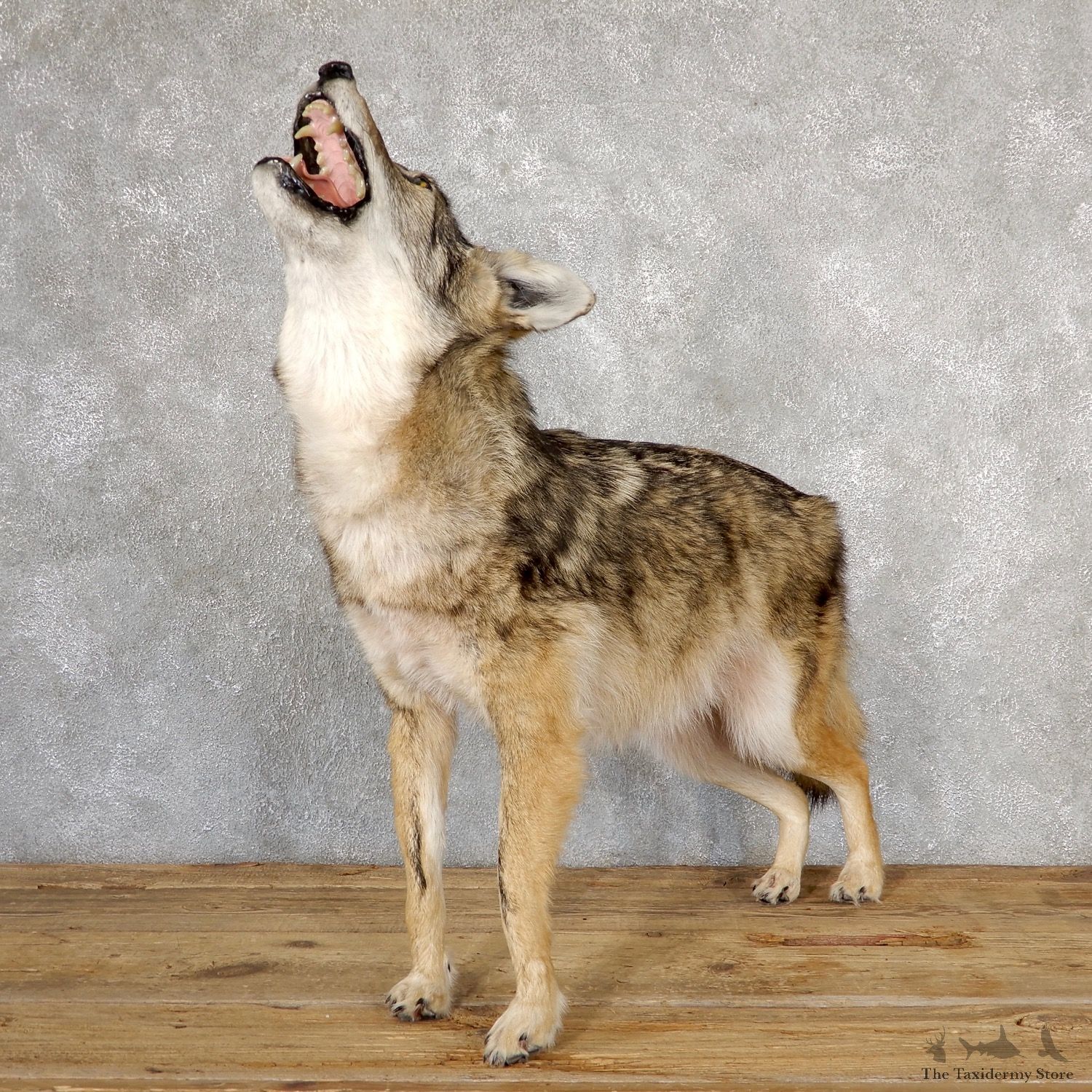 Dark Phase Coyote Life-Size Mount For Sale #19044 @ The Taxidermy Store