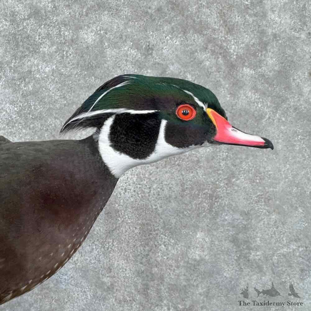 Wood Duck Bird Mount For Sale #31624 @ The Taxidermy Store