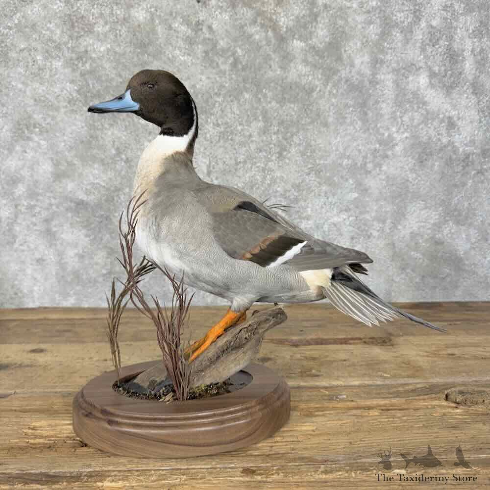 Mallard x Northern Pintail Cross Duck Mount For Sale #31979 @ The Taxidermy Store