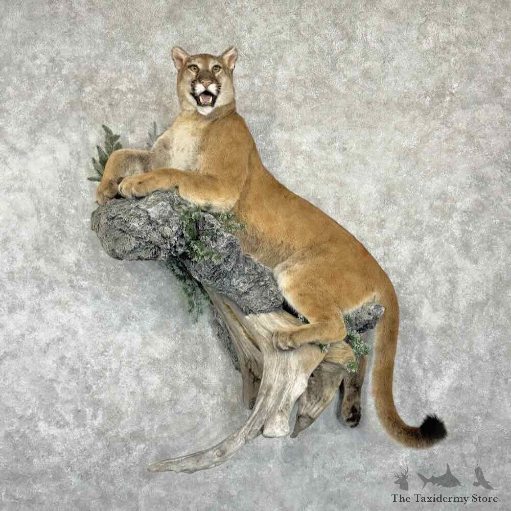 Mountain Lion Cougar Life-Size Mount For Sale #31072 @ The Taxidermy Store