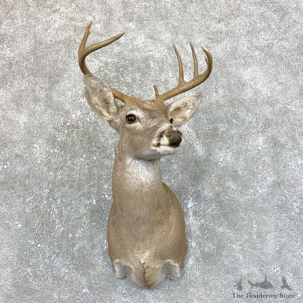 Texas Whitetail Deer Shoulder Mount #23882 For Sale - The Taxidermy Store