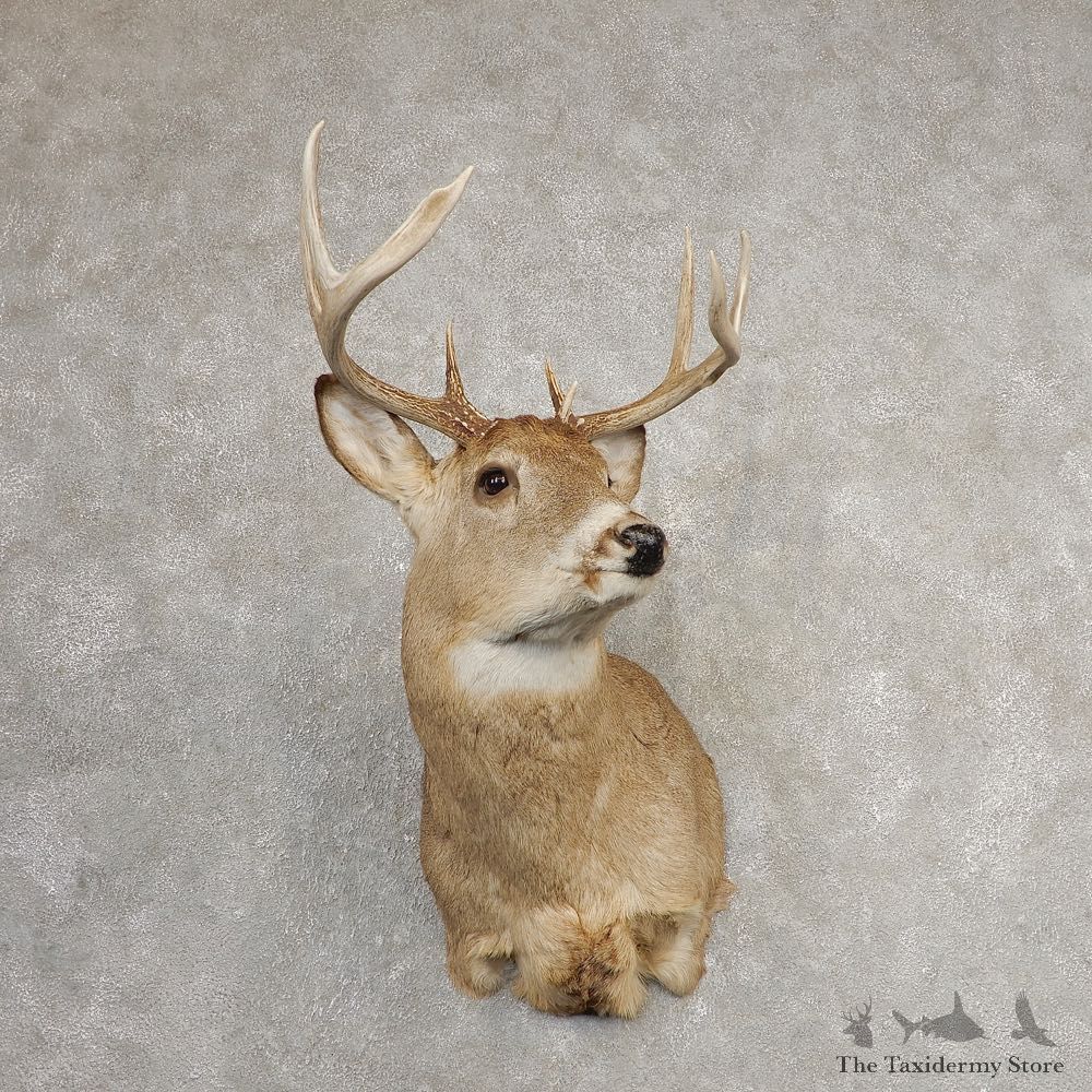 Whitetail Deer Shoulder Mount #21078 For Sale - The Taxidermy Store