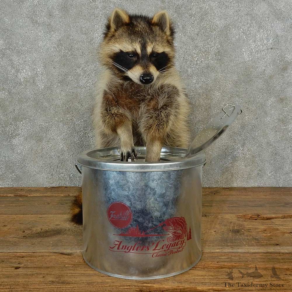 Raccoon Life-Size Mount For Sale #16844 @ The Taxidermy Store