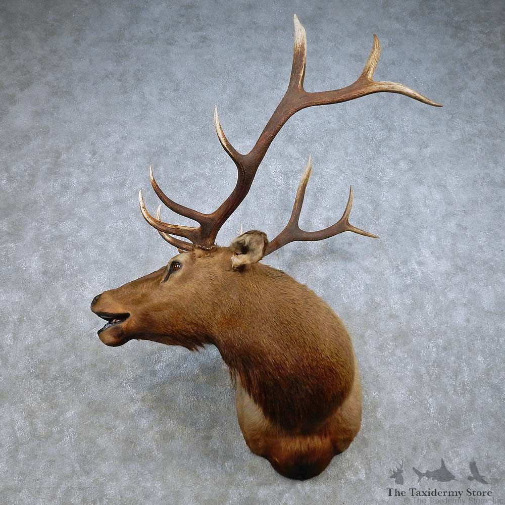 Rocky Mountain Elk Mount For Sale #15019 @ The Taxidermy Store