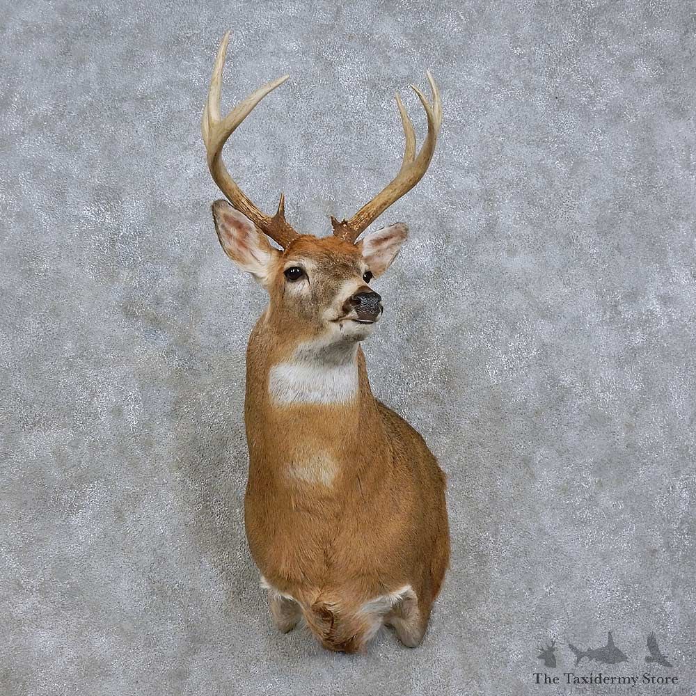 Whitetail Deer Shoulder Mount For Sale #15801 @ The Taxidermy Store