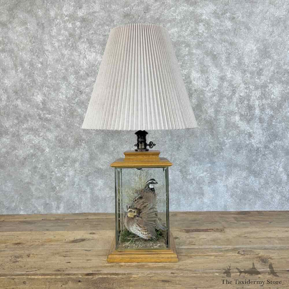 Bobwhite Quail Lamp Display For Sale #31421 @ The Taxidermy Store