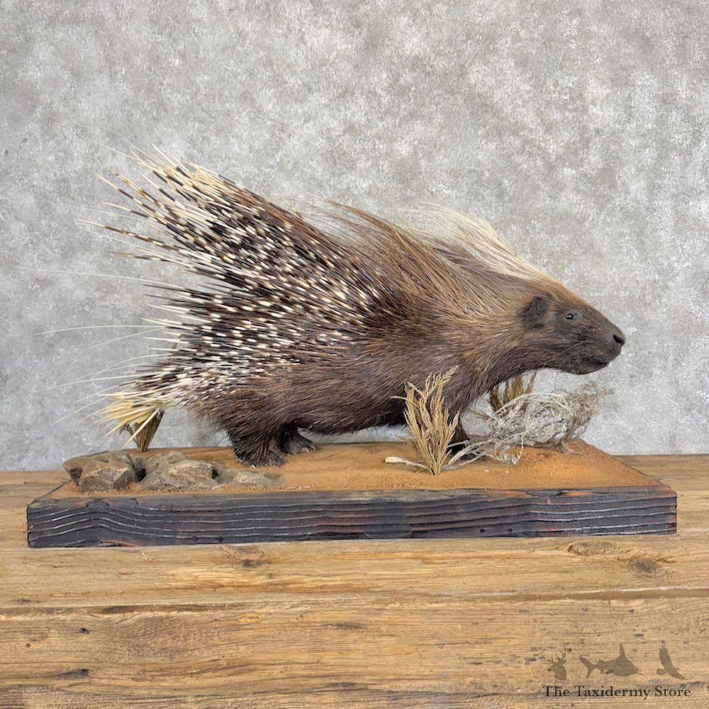 African Crested Porcupine Mount For Sale #29968 @ The Taxidermy Store