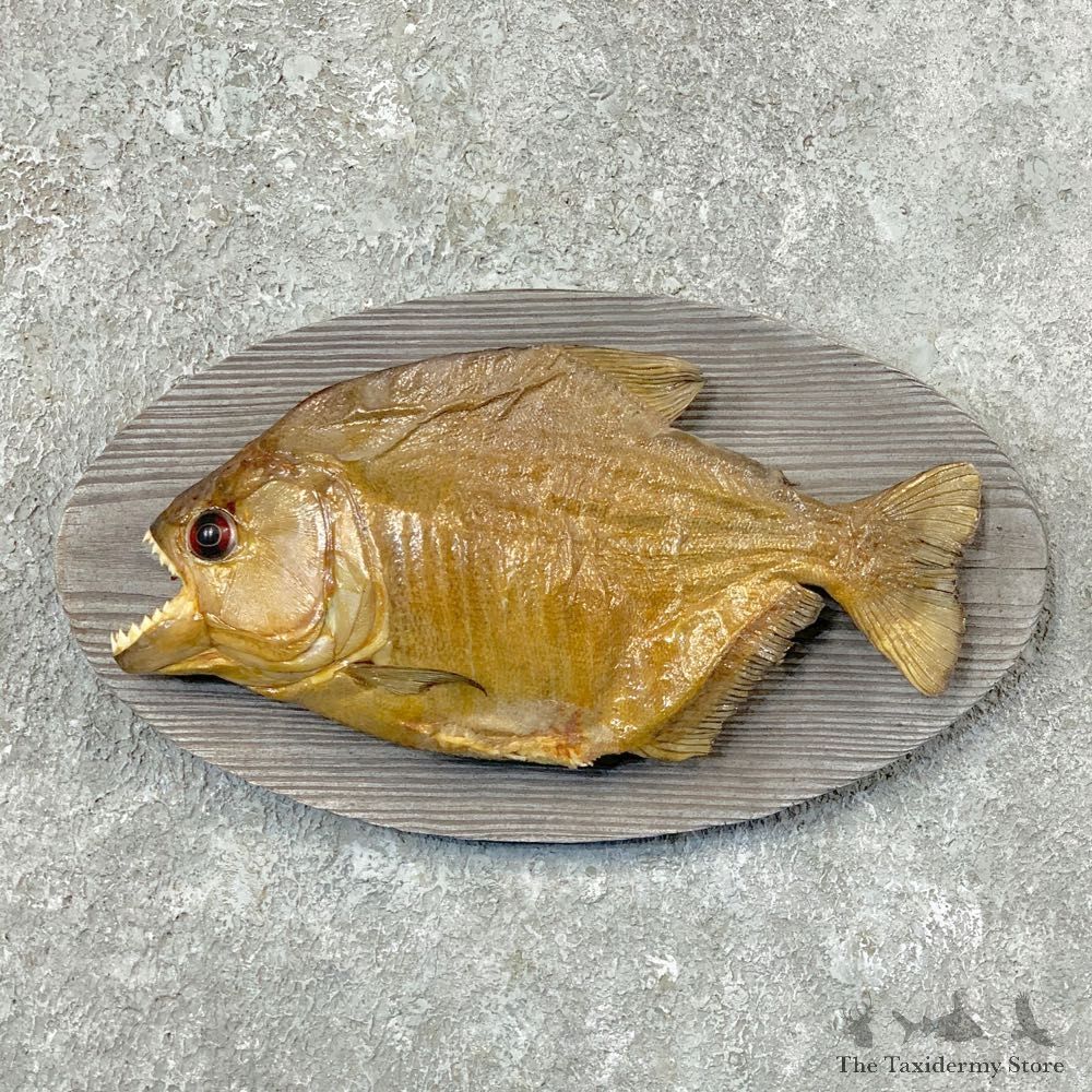 Piranha Fish Mount #23653 For Sale @ The Taxidermy Store