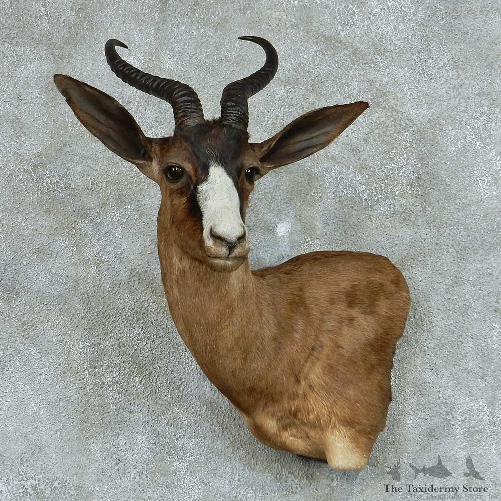 Chocolate Springbok Shoulder Taxidermy Mount #13310 For Sale @ The Taxidermy Store