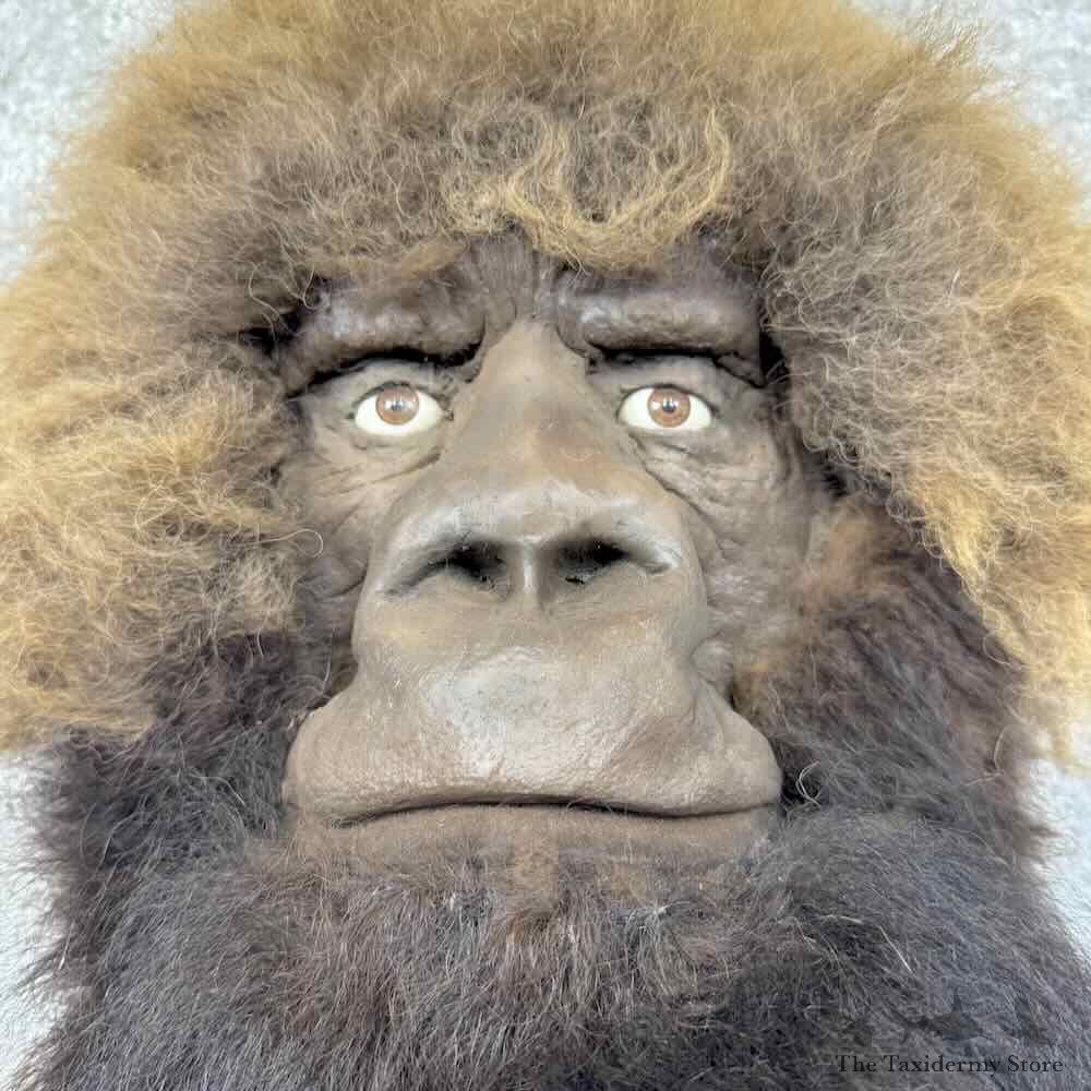 Replica Bigfoot Head Mount For Sale #30918 @ The Taxidermy Store