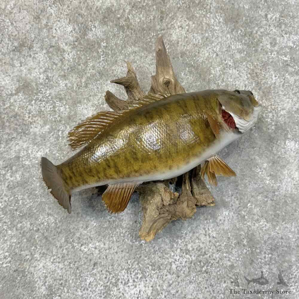 Smallmouth Bass Fish Mount For Sale #31292 @ The Taxidermy Store