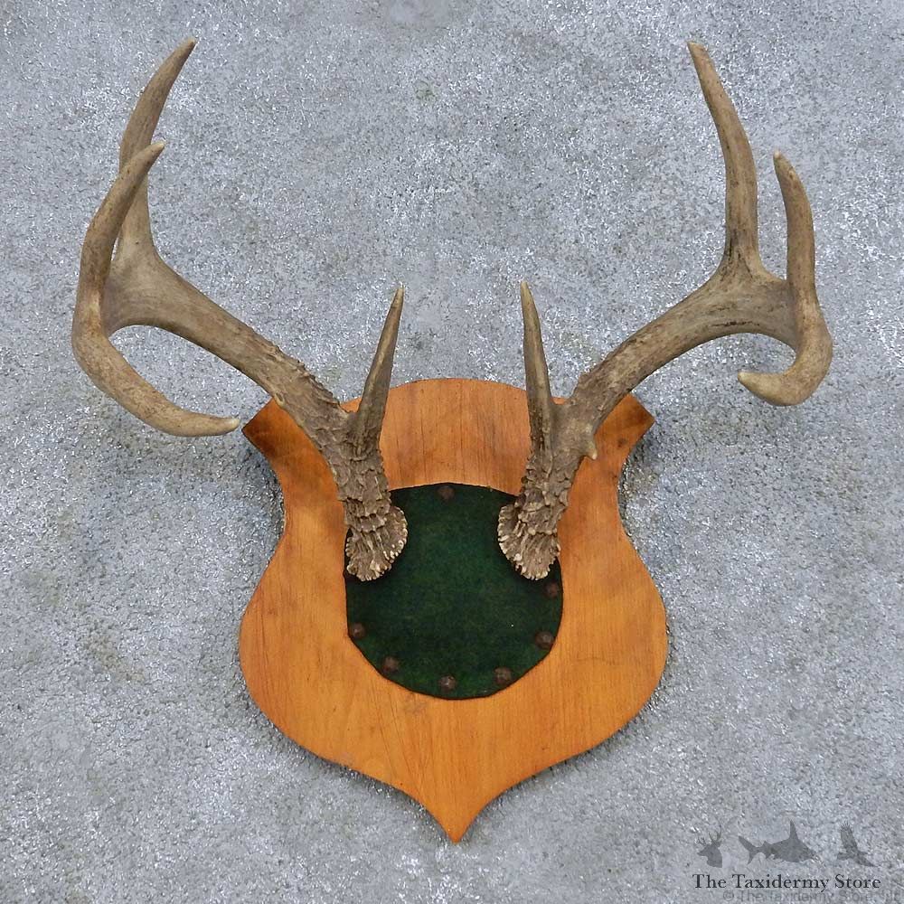 Whitetail Deer Antler Plaque Mount For Sale #14661 @ The Taxidermy Store