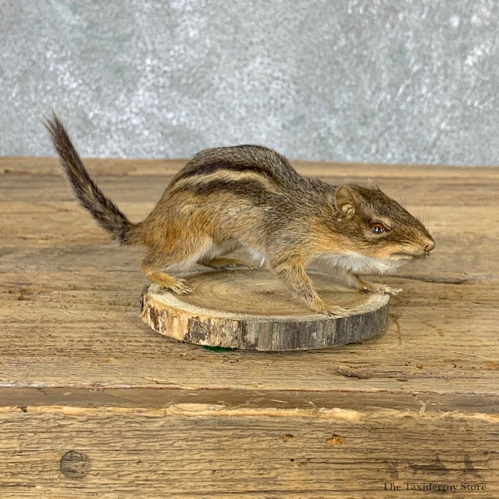 Eastern Chipmunk Life-Size Mount For Sale #22936 @ The Taxidermy Store