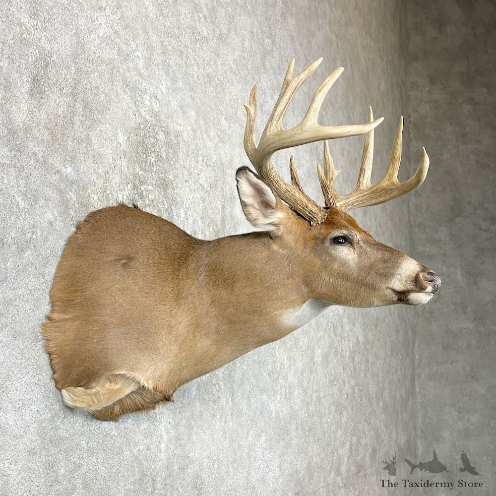 Whitetail Deer Shoulder Mount For Sale #26934 @ The Taxidermy Store