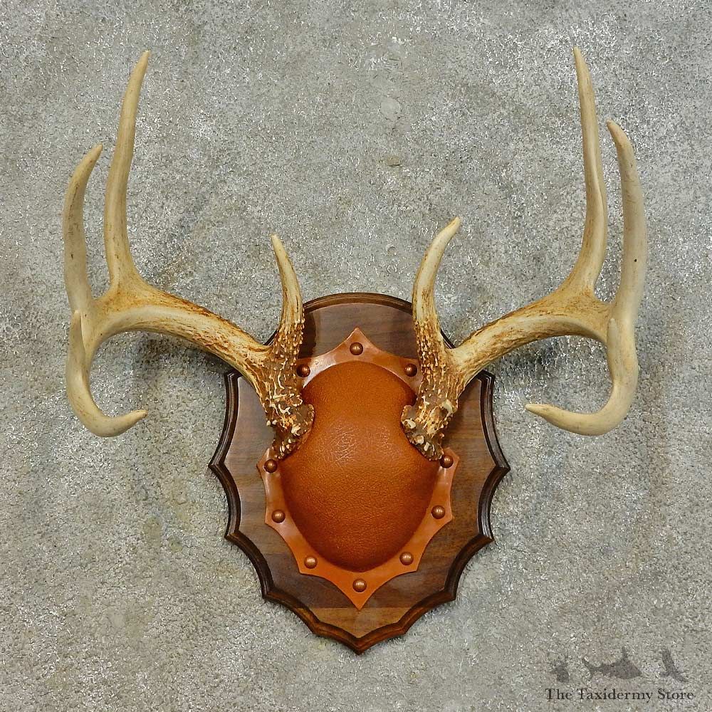 Whitetail Deer Antler Plaque For Sale #16465 @ The Taxidermy Store