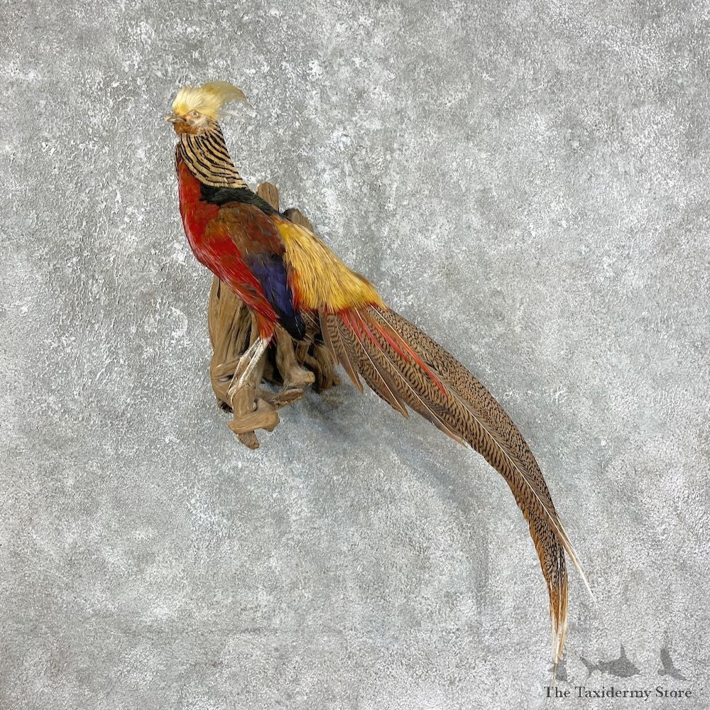 Golden Pheasant Bird Mount For Sale #25442 @ The Taxidermy Store