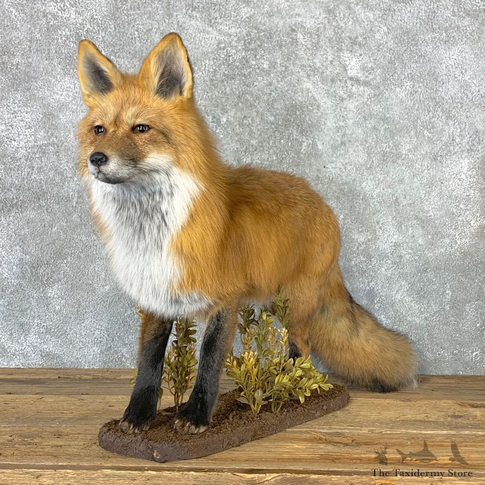 Red Fox Life-Size Mount For Sale #23017 @ The Taxidermy Store