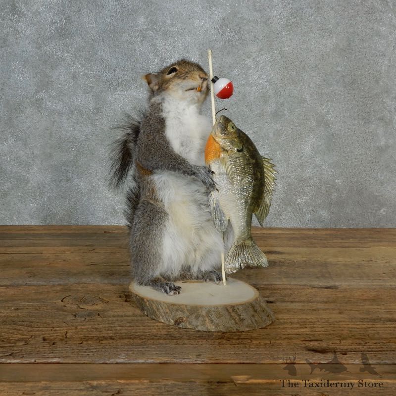 Fishing Squirrel Novelty Mount For Sale #17130 @ The Taxidermy Store