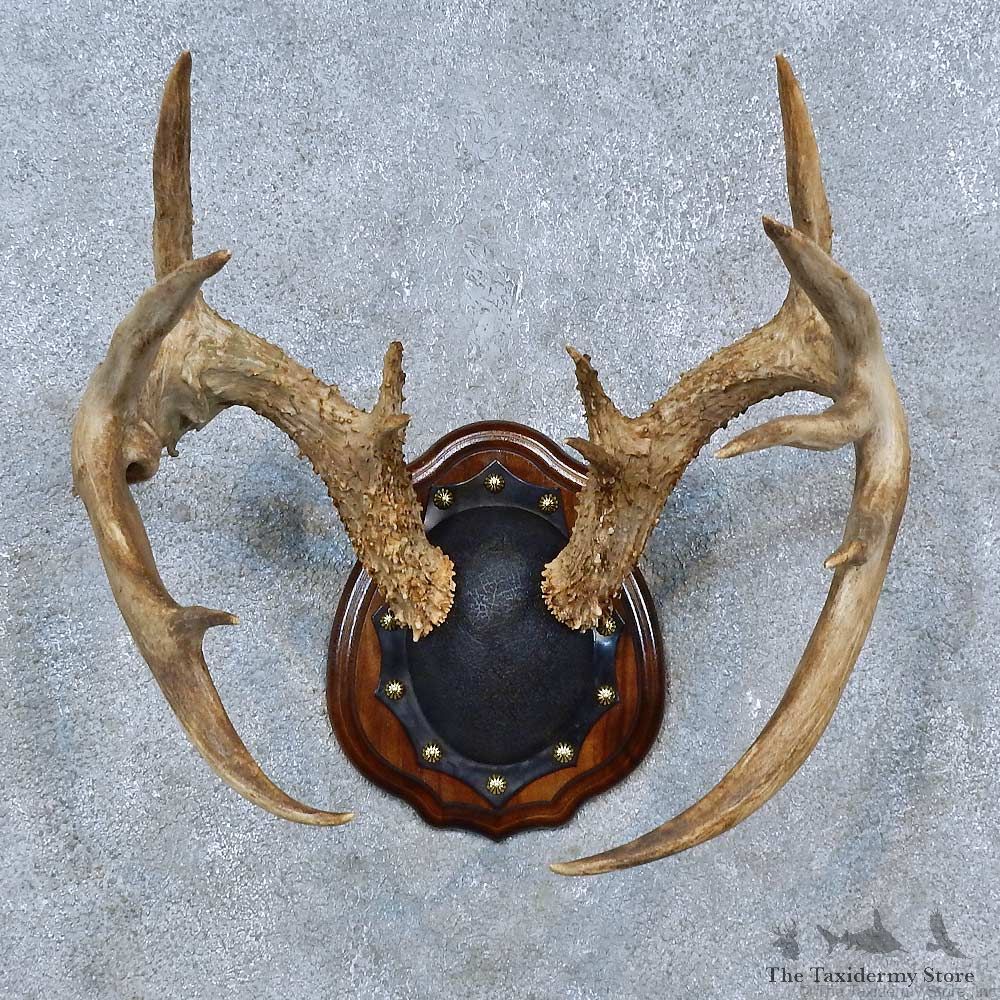 Whitetail Deer Antler Plaque Mount For Sale #15304 @ The Taxidermy Store