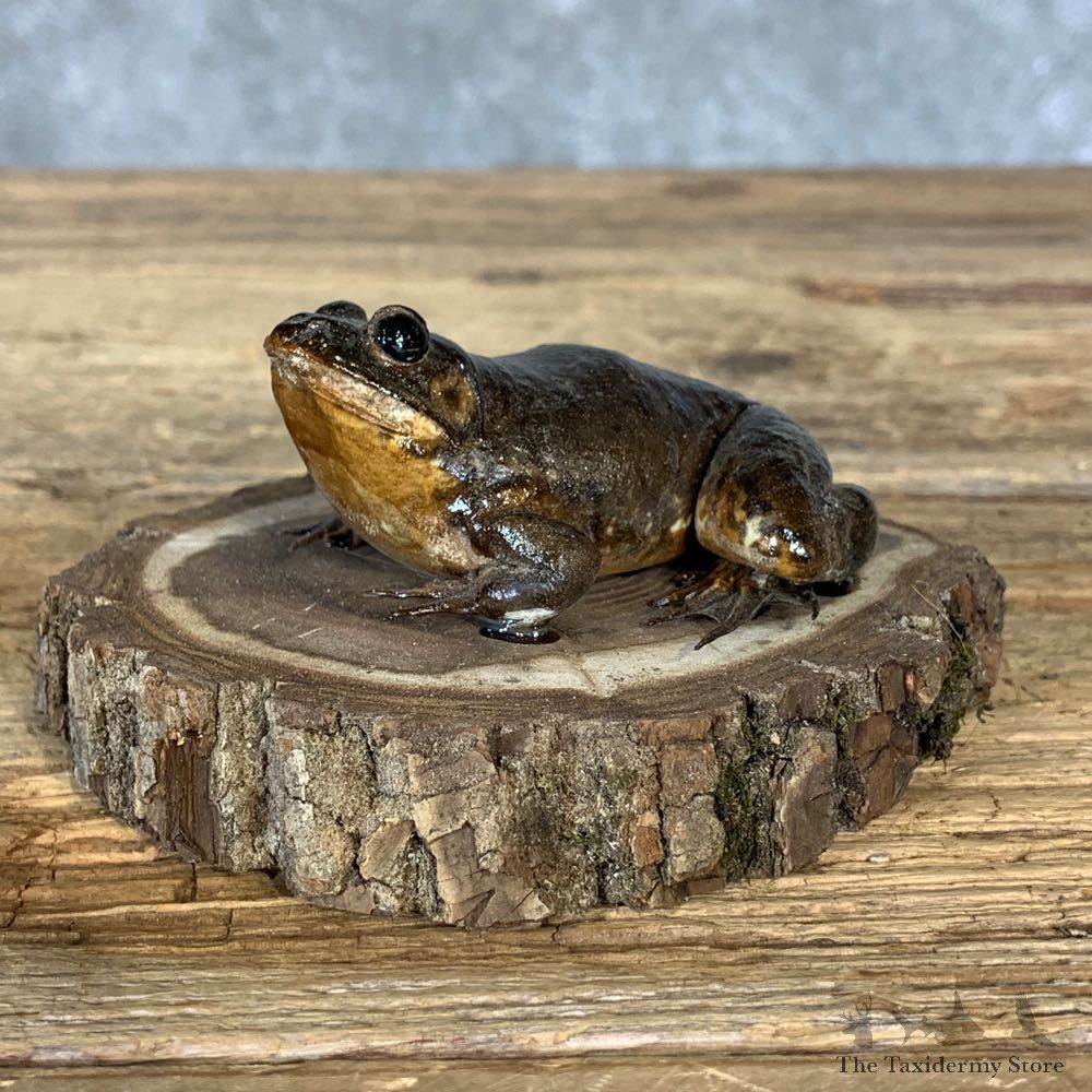 Bullfrog Taxidermy Mount For Sale #21380 @ The Taxidermy Store