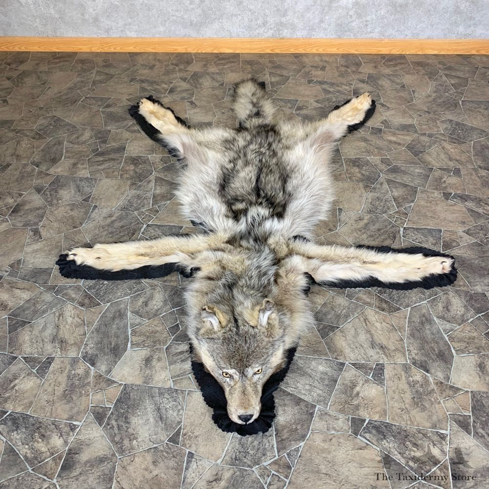Alaskan Grey Wolf Rug Taxidermy Mount For Sale #23318 @ The Taxidermy Store
