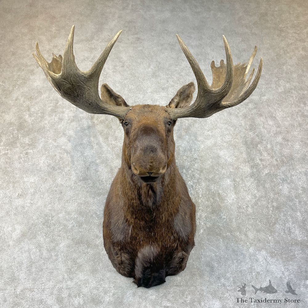 Canadian Moose Shoulder Mount For Sale #26205 @ The Taxidermy Store