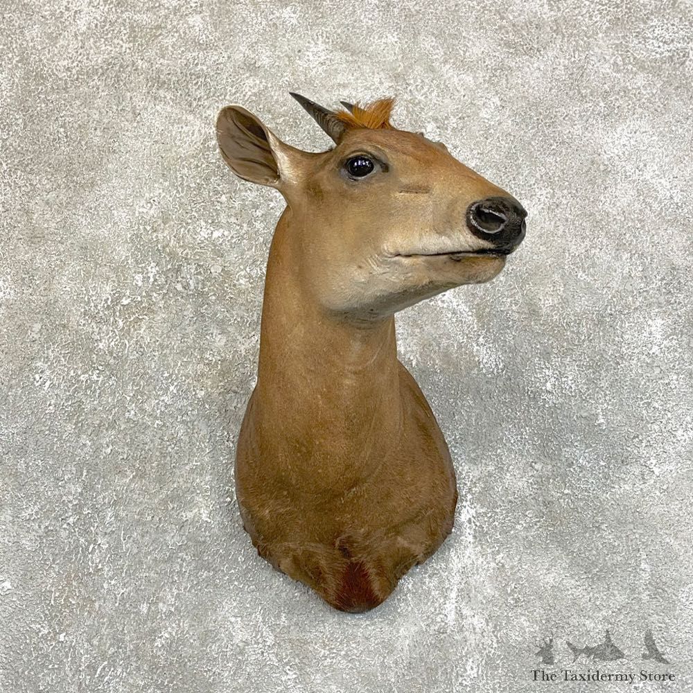 Yellow-Backed Duiker Taxidermy Shoulder Mount #28863 - The Taxidermy Store