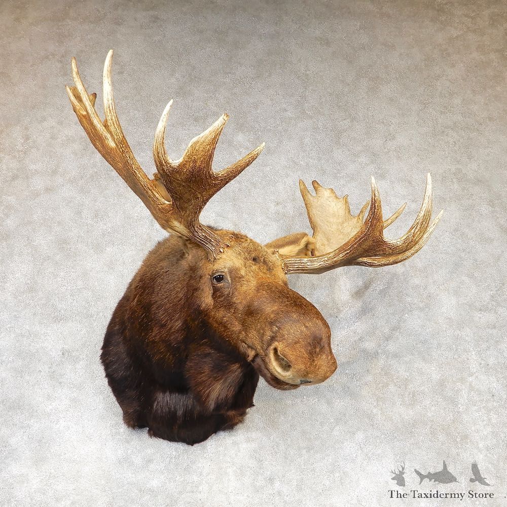 Moose Shoulder Mount For Sale #21090 @ The Taxidermy Store