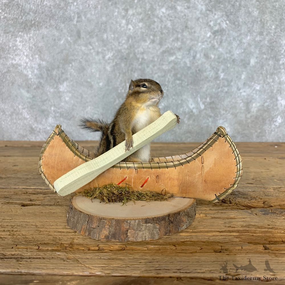 Canoe Chipmunk Novelty Mount For Sale #22615 @ The Taxidermy Store