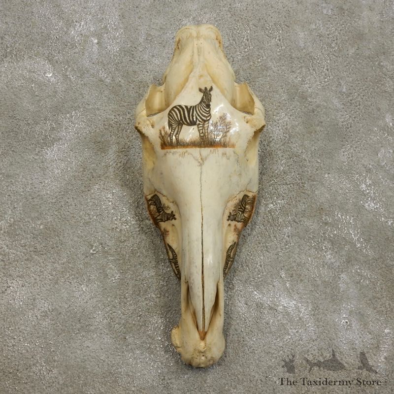 African Etched Zebra Skull Mount #17553 For Sale @ The Taxidermy Store