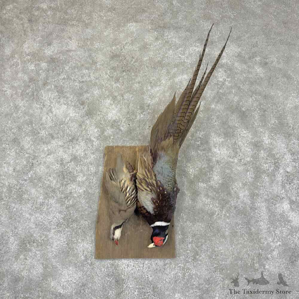 Ringneck Pheasant and Chukar Bird Display For Sale #31521 @ The Taxidermy Store