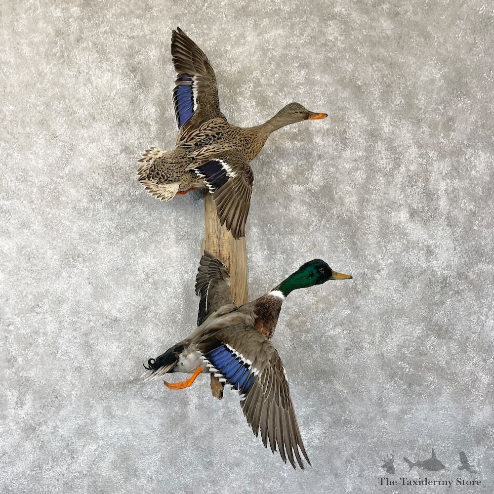 Mallard Drake and Hen Duck Mount For Sale #28197 - The Taxidermy Store