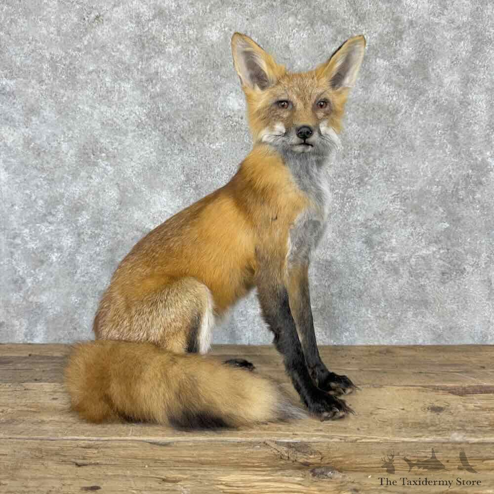 Red Fox Life Size Mount For Sale #32276 @ The Taxidermy Store