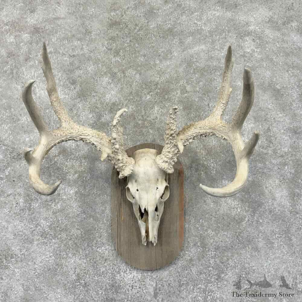 Whitetail Deer Skull European Mount For Sale #32002 @ The Taxidermy Store