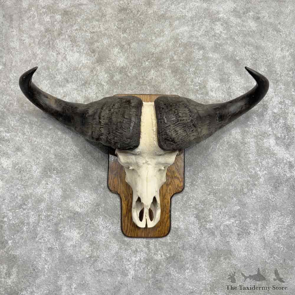 Cape Buffalo Skull European Mount For Sale #32073 @ The Taxidermy Store