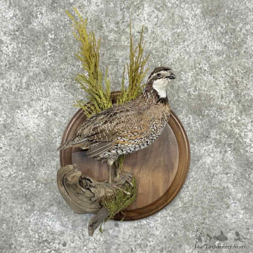 Bobwhite Quail Rooster Bird Mount For Sale #32191 @ The Taxidermy Store