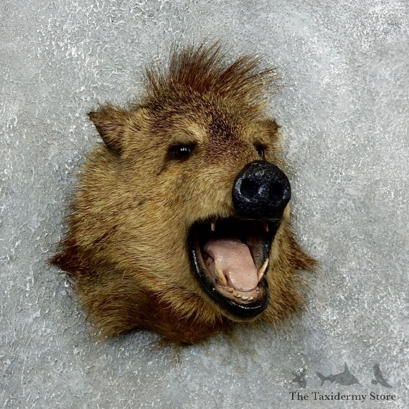 Peccary Taxidermy Mount For Sale #18057 @ The Taxidermy Store