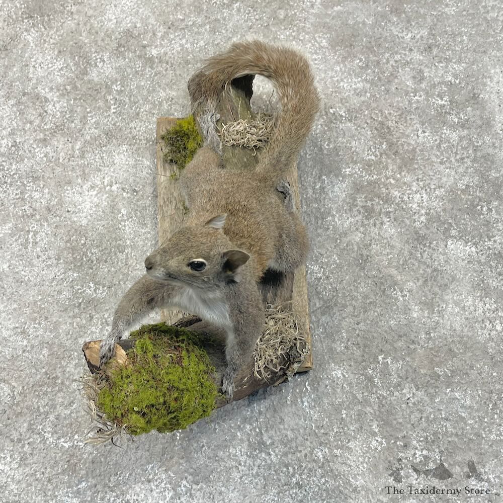 Grey Squirrel Life-Size Mount For Sale #28714 @ The Taxidermy Store